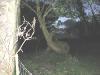 Tree at Swanton farm in Lissicorrane 2_thumb.jpg 2.4K